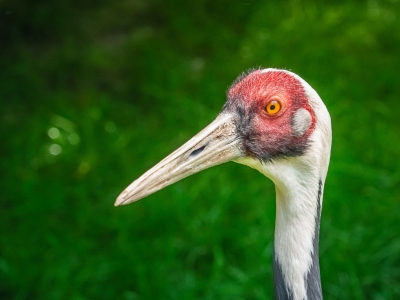 White-naped crane - De Zonnegloed - Animal park - Animal refuge centre 